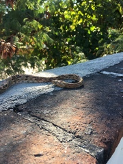 Trimorphodon biscutatus