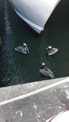 Pelecanus occidentalis