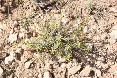 Euphorbia cheiradenia
