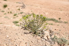 Euphorbia cheiradenia
