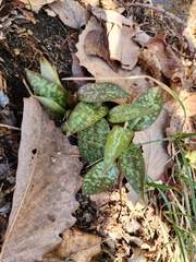 Erythronium umbilicatum