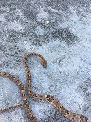 Trimorphodon biscutatus