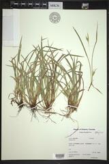 Carex backii