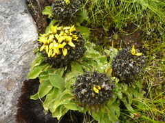 Soroseris hookeriana erysimoides