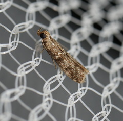 Ephestiopsis oenobarella