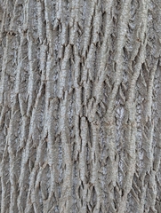 Liriodendron tulipifera