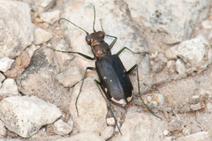 Cicindela cazieri