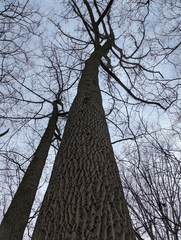 Liriodendron tulipifera