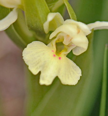 Dactylorhiza insularis