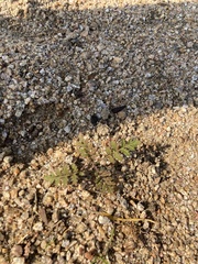 Phacelia distans