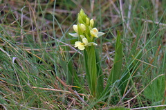 Dactylorhiza insularis