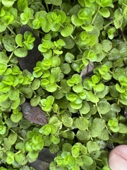 Micranthemum umbrosum