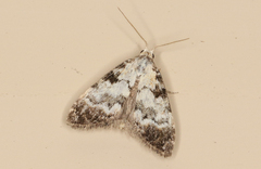 Nola semograpta