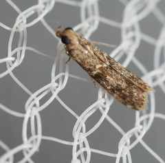 Ephestiopsis oenobarella