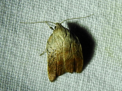 Tortricopsis pyroptis