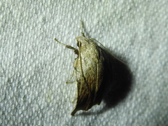 Tortricopsis pyroptis