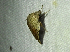 Tortricopsis pyroptis