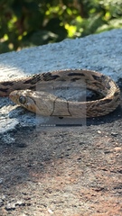 Trimorphodon biscutatus