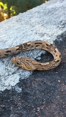 Trimorphodon biscutatus