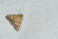 Eulepidotis juncida