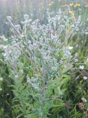 Eupatorium altissimum