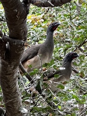 Ortalis poliocephala