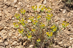Euphorbia cheiradenia