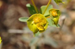 Euphorbia cheiradenia