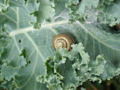 Cepaea