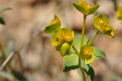 Euphorbia cheiradenia
