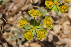 Euphorbia cheiradenia