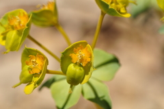 Euphorbia cheiradenia