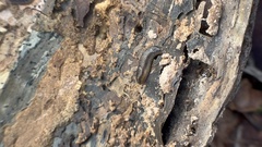 Kobeltia