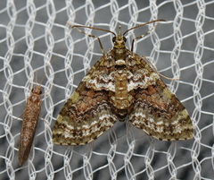 Tympanota perophora
