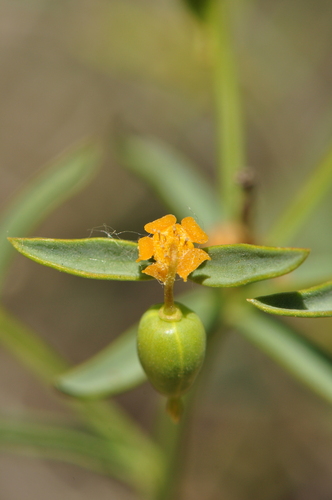 Euphorbia microsciadia