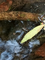 Eurygerris fuscinervis