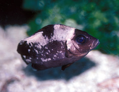 Plectorhinchus gibbosus