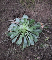 Aeonium cuneatum