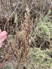 Artemisia suksdorfii