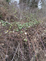 Rubus bifrons