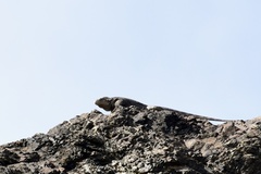 Cyclura nubila