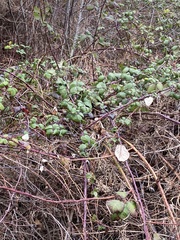 Rubus bifrons