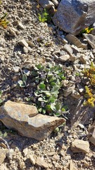 Myosotis venticola