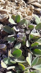 Myosotis venticola