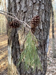 Pinus glabra