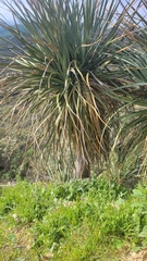 Hesperoyucca