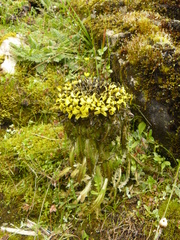 Soroseris hookeriana