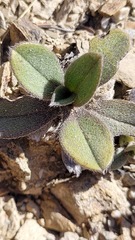 Myosotis venticola