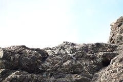 Cyclura nubila