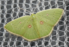 Comostola leucomerata